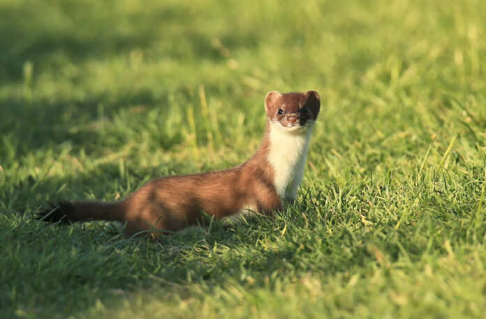 Stoat