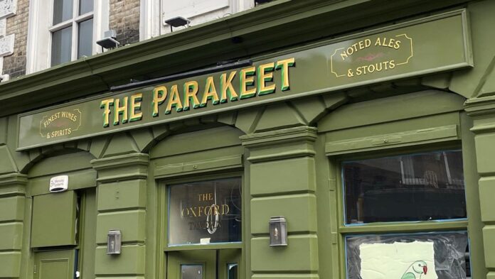 Parakeet Kentish Town