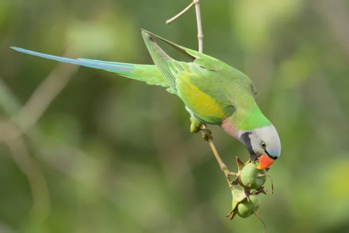 The Parakeet